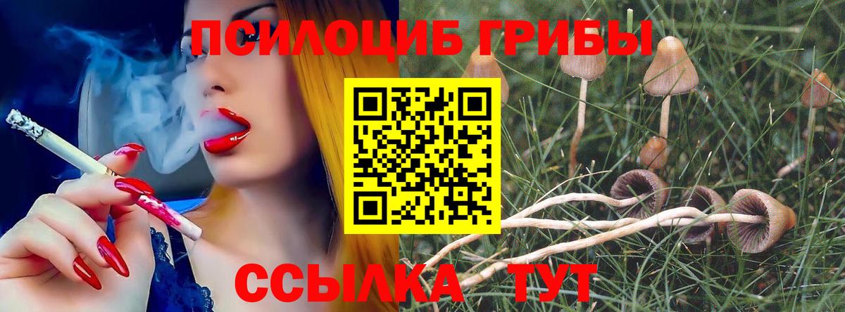 Псилоцибиновые грибы Psilocybe Камышлов